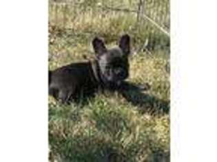 French Bulldog Puppy for sale in Keota, IA, USA