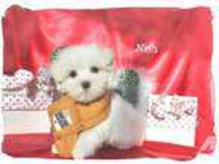 Maltese Puppy for sale in VACAVILLE, CA, USA