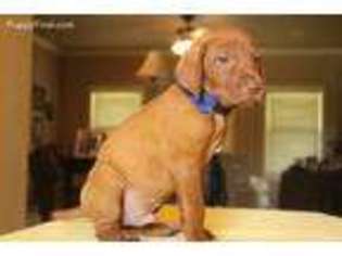 Vizsla Puppy for sale in George West, TX, USA