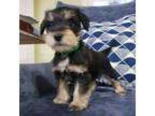 Mutt Puppy for sale in Leesburg, VA, USA