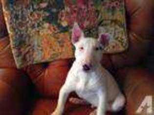 Bull Terrier Puppy for sale in MARIETTA, OK, USA