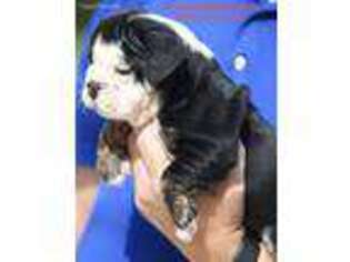 Bulldog Puppy for sale in Baxley, GA, USA