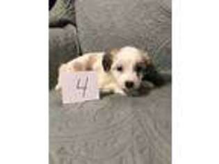 Papillon Puppy for sale in Fredericktown, OH, USA
