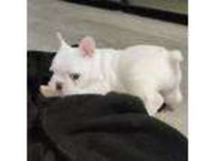 French Bulldog Puppy for sale in Kings Mountain, NC, USA