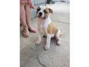 American Bulldog Puppy for sale in Citrus Heights, CA, USA