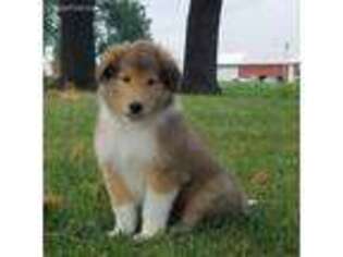 Collie Puppy for sale in Strawberry Point, IA, USA