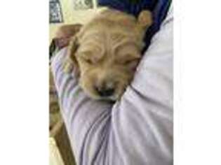 Golden Retriever Puppy for sale in Vestal, NY, USA