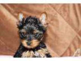 Yorkshire Terrier Puppy for sale in WINTERS, CA, USA