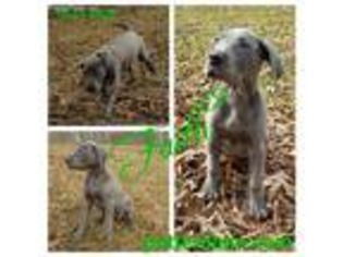 Great Dane Puppy for sale in Nelson, MO, USA