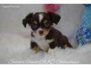 Chihuahua Puppy for sale in Keizer, OR, USA