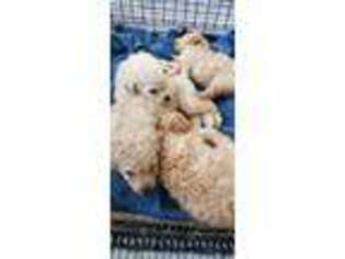 Goldendoodle Puppy for sale in Camden, MI, USA