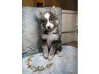 Siberian Husky Puppy for sale in Scottsdale, AZ, USA