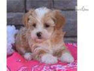 Shih-Poo Puppy for sale in Harrisburg, PA, USA