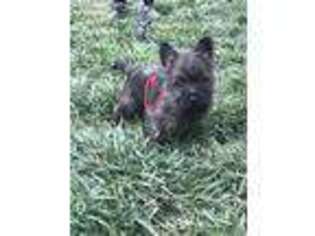 Cairn Terrier Puppy for sale in Sonora, CA, USA
