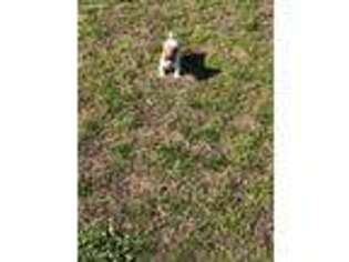 Jack Russell Terrier Puppy for sale in Aynor, SC, USA