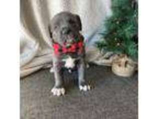Cane Corso Puppy for sale in Denver, PA, USA