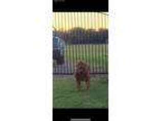 American Bull Dogue De Bordeaux Puppy for sale in Alvin, TX, USA