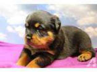 Rottweiler Puppy for sale in WRIGHTSVILLE, GA, USA