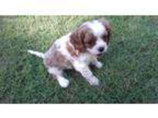Cavalier King Charles Spaniel Puppy for sale in Bristow, OK, USA