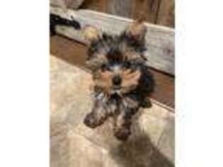Yorkshire Terrier Puppy for sale in Chattanooga, TN, USA