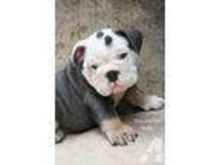 Bulldog Puppy for sale in GARDEN GROVE, CA, USA