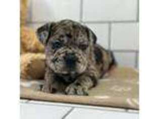 French Bulldog Puppy for sale in Shipshewana, IN, USA