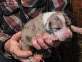Great Dane Puppy for sale in Onalaska, WA, USA