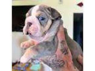 Bulldog Puppy for sale in Oroville, CA, USA
