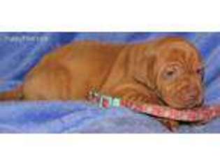 Vizsla Puppy for sale in Ganado, TX, USA