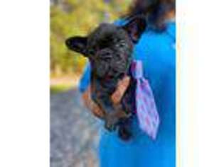 French Bulldog Puppy for sale in Gretna, VA, USA