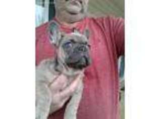 French Bulldog Puppy for sale in Walnut, MS, USA