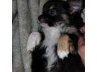 Chihuahua Puppy for sale in Stafford Springs, CT, USA