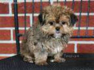 Shorkie Tzu Puppy for sale in Syracuse, IN, USA