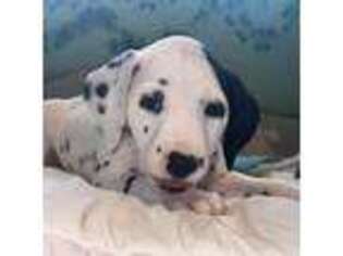 Dalmatian Puppy for sale in Gilbert, AZ, USA