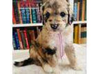 Labradoodle Puppy for sale in Vale, NC, USA