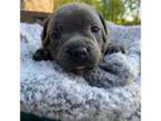 Staffordshire Bull Terrier Puppy for sale in Dawsonville, GA, USA
