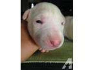 Bull Terrier Puppy for sale in HAYWARD, CA, USA