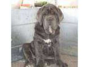 Neapolitan Mastiff Puppy for sale in Wichita, KS, USA