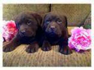 Labrador Retriever Puppy for sale in Blacksburg, VA, USA