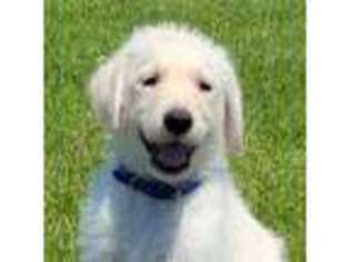 Labradoodle Puppy for sale in Sherwood, OH, USA