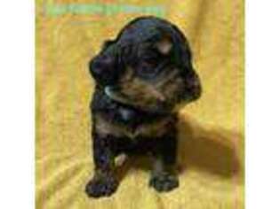 Mutt Puppy for sale in Lenoir, NC, USA