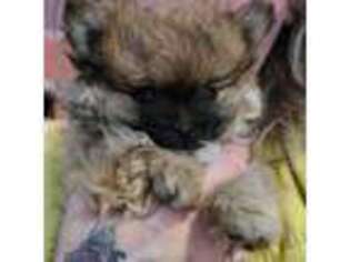 Pomeranian Puppy for sale in Wickliffe, KY, USA