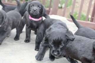 Labrador Retriever Puppy for sale in Georgetown, CO, USA