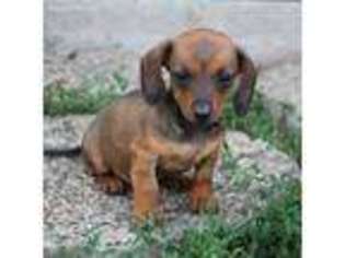Dachshund Puppy for sale in Marshfield, WI, USA