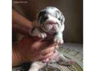 Bulldog Puppy for sale in Hemet, CA, USA