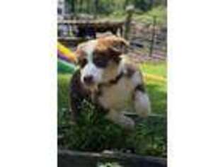 Australian Shepherd Puppy for sale in Enfield, CT, USA