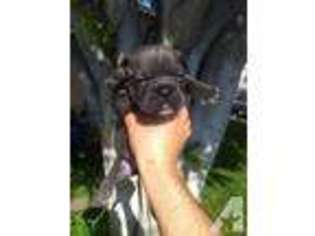 French Bulldog Puppy for sale in CULVER CITY, CA, USA