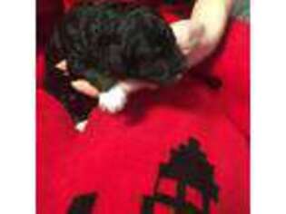 Mutt Puppy for sale in Strasburg, OH, USA