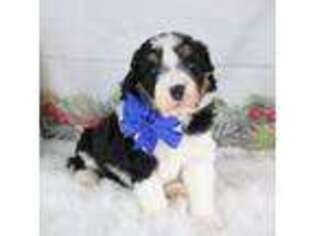 Mutt Puppy for sale in Le Center, MN, USA