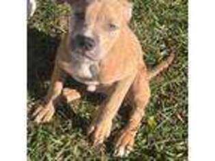 American Staffordshire Terrier Puppy for sale in Charlotte, NC, USA